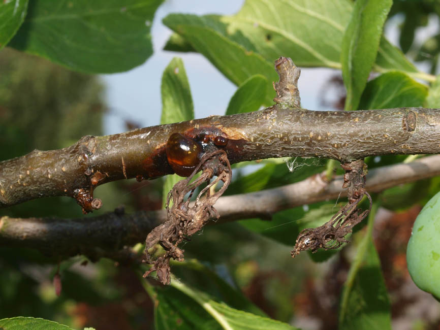 Pseudomonas syrigae pv. mors-prunorum