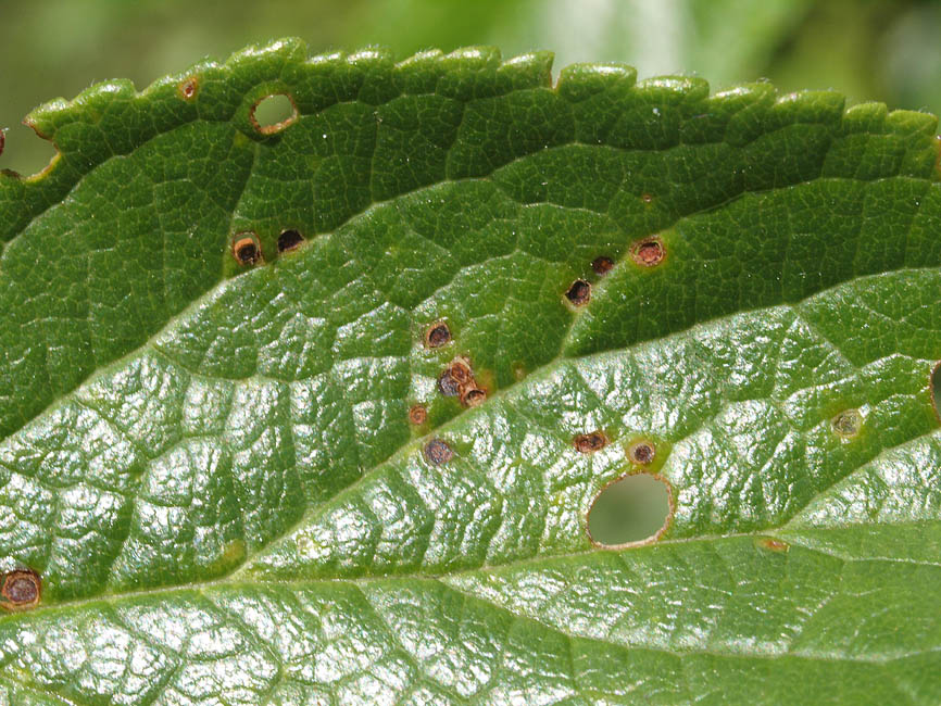 Pseudomonas syrigae pv. mors-prunorum