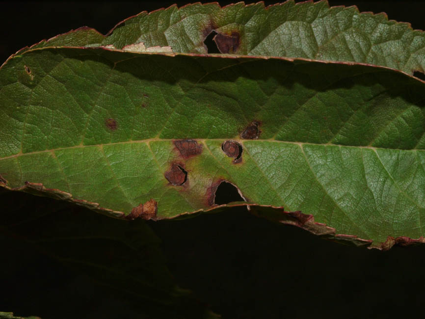 Pseudomonas mors-prunorum