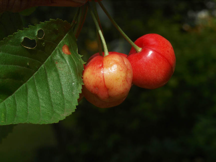 Pseudomonas mors-prunorum