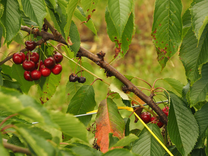 Pseudomonas mors-prunorum