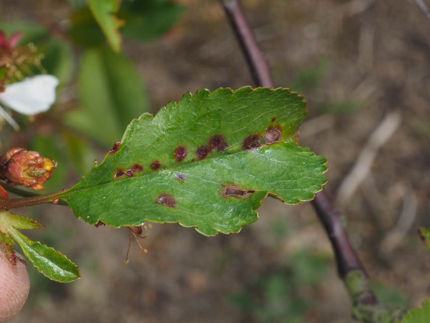 Pseudomonas mors-prunorum