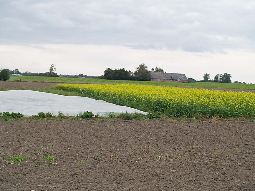 biofumigation 