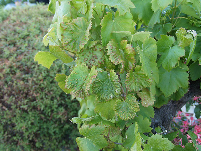 Eriophyes vitis