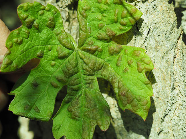 Eriophyes vitis