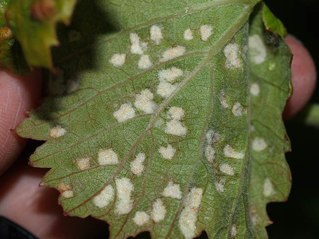 Eriophyes vitis