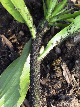 Aphids on Hosta