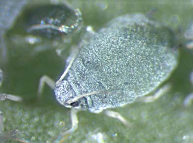 Aphis gossypii