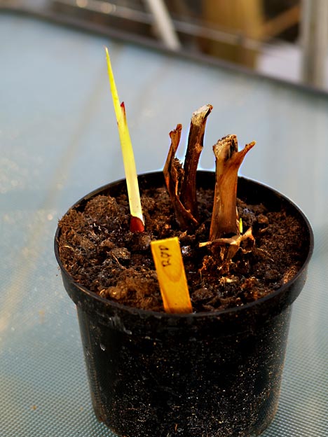 Bladlus p Canna indica