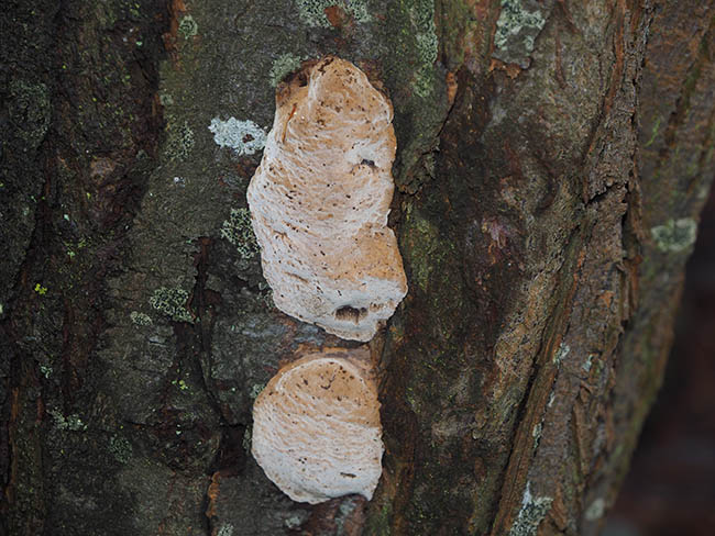 Phellinus pomaceus