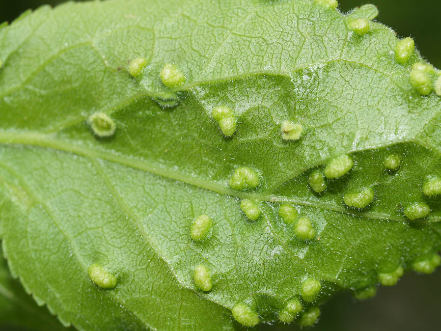 Eriophyes similis