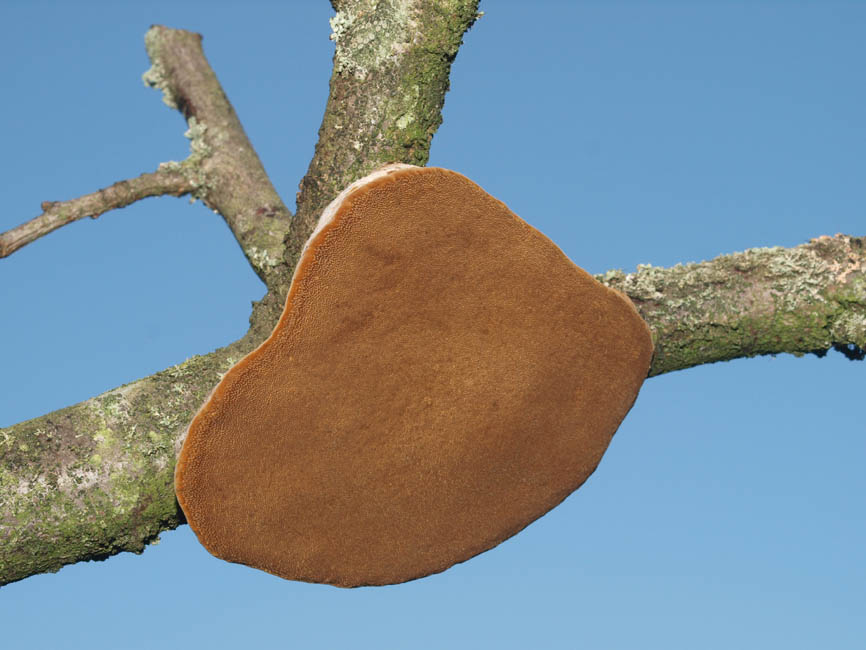 Phellinus pomaceus