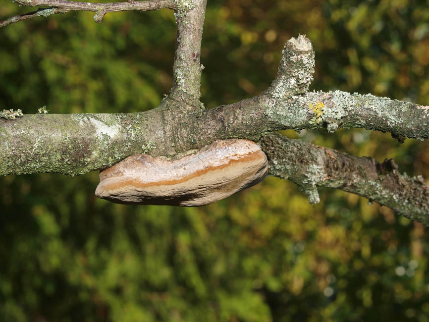 Phellinus pomaceus