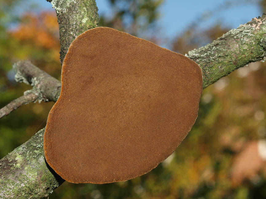 Phellinus pomaceus