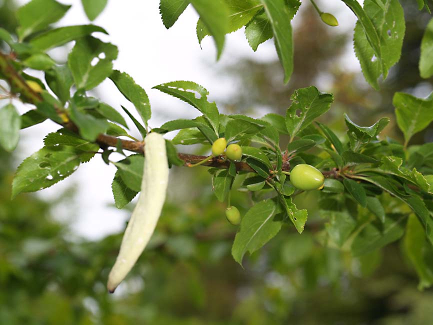 Taphrina pruni