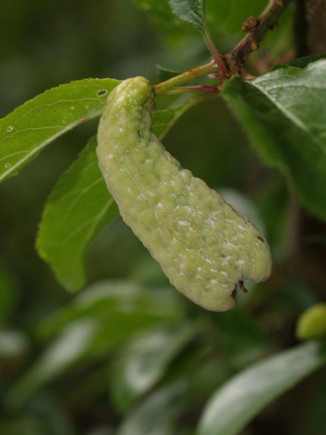 Taphrina pruni