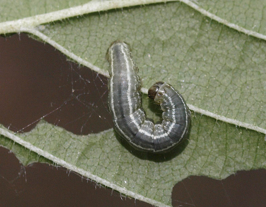 Operophtera fagata