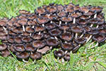 Coprinellus disseminatus