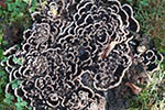 Trametes versicolor