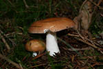 Amanita fulva