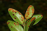 Puccinia buxi