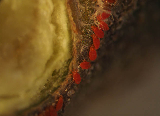 Cenopalpus pulcher