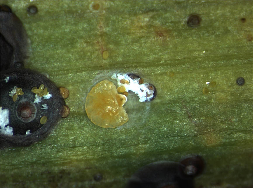 Chrysomphalus ficus