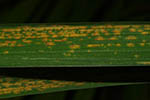 Puccinia hemerocallis