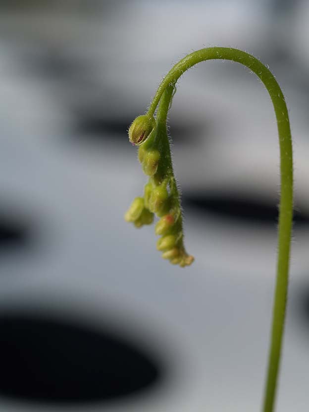 Drosera-soldug