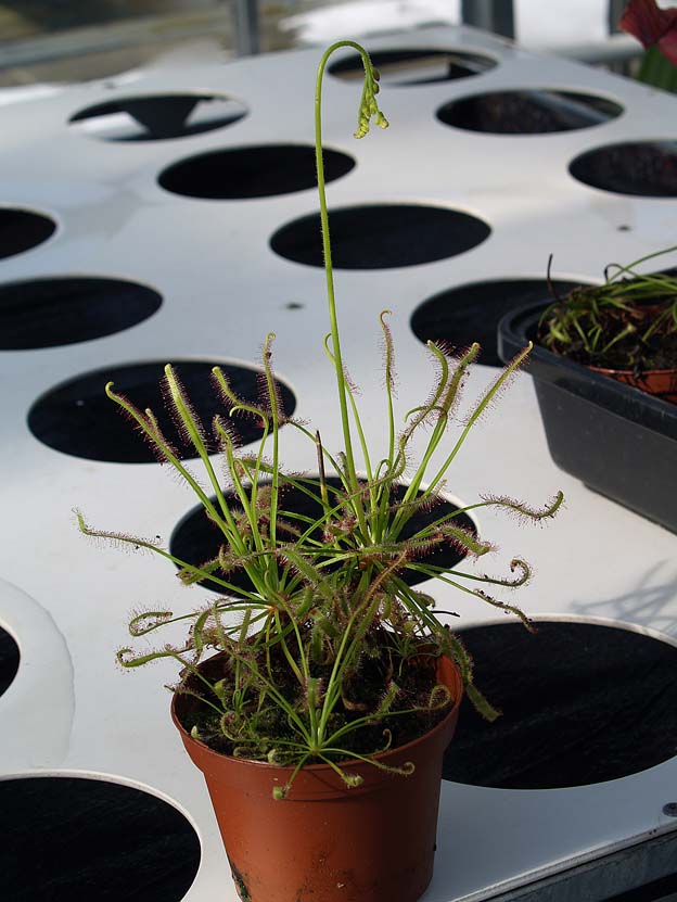 Drosera-soldug