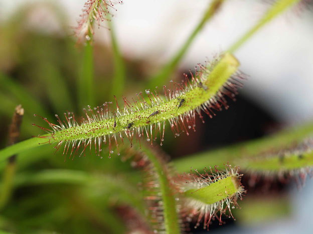 drosera-Soldug