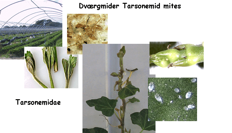 Dvrgmider Tarsonemid mites