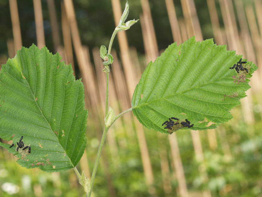 Agelastica alni