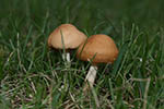 Marasmius oreades