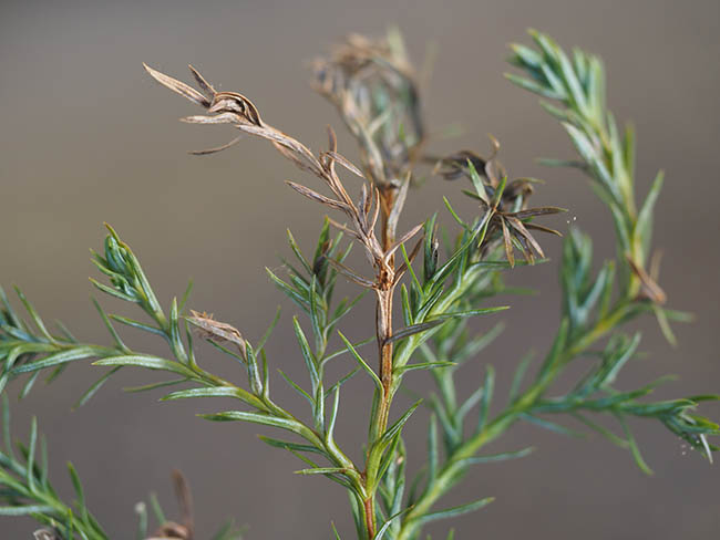 Phomopsis juniperovora