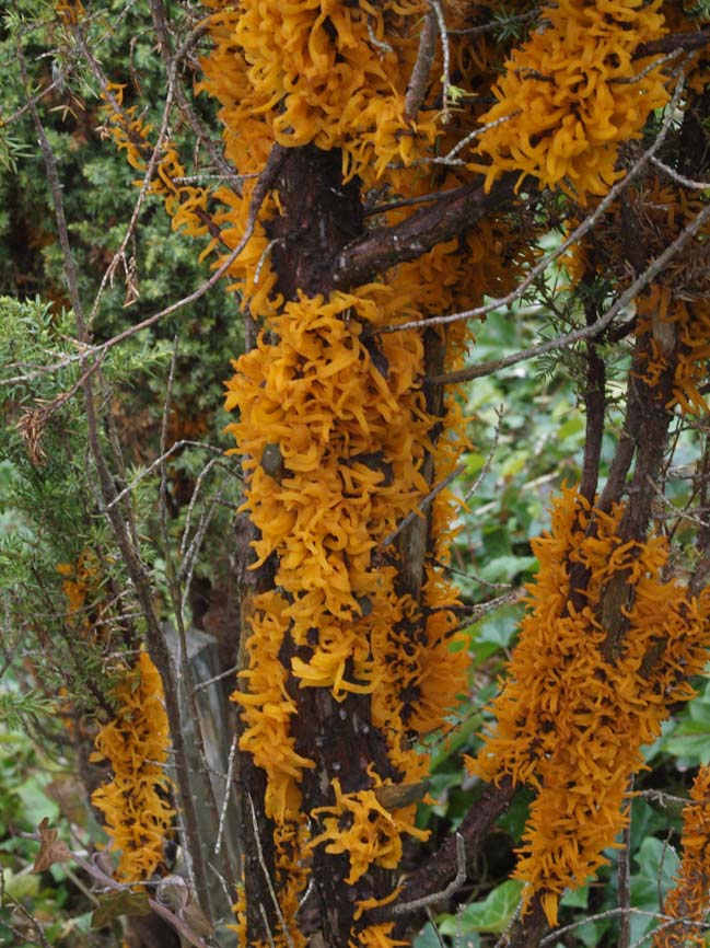 Gymnosporangium clavariiforme