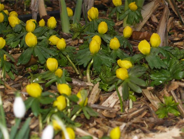 Eranthis