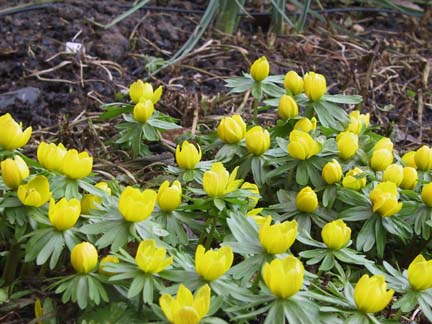 Eranthis