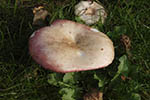 Russula depallens