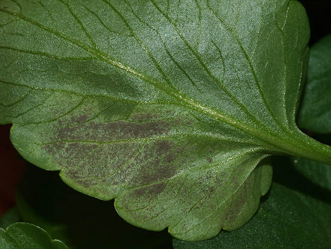 Peronospora violae