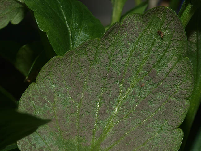 Peronospora violae