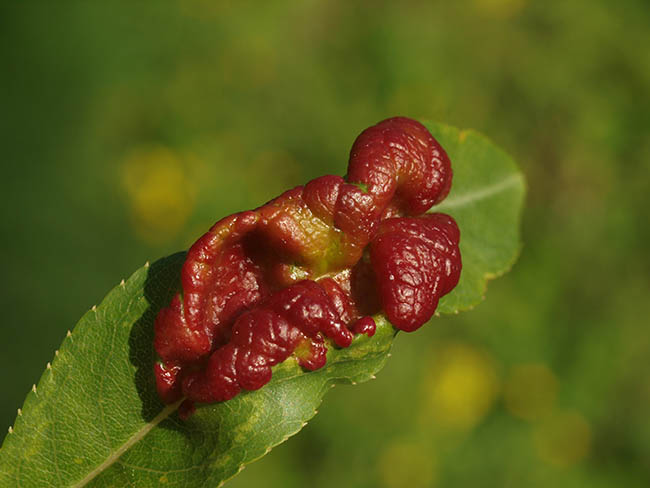 Taphrina deformans