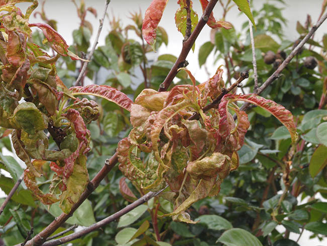 Taphrina deformans