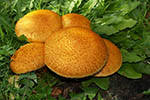 Gymnopilus spectabilis