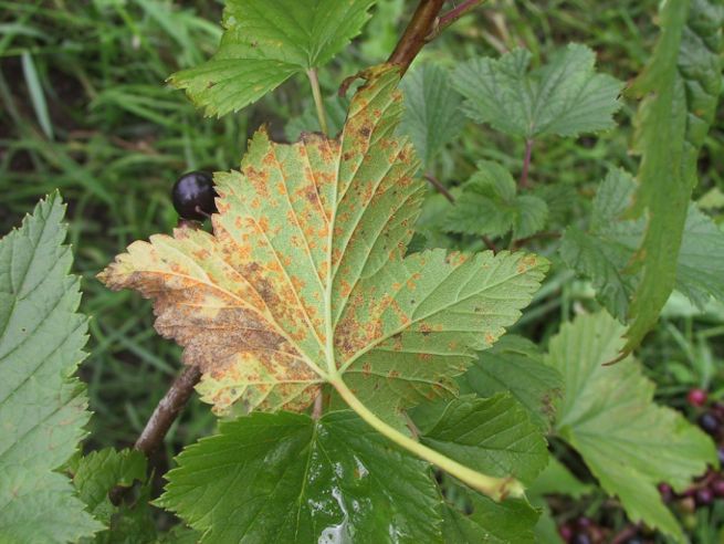 Cronartium ribicola