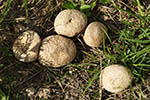 Lycoperdon pratense