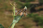 Entomophthora musca