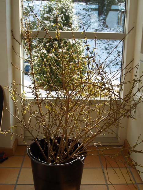 Forsythia