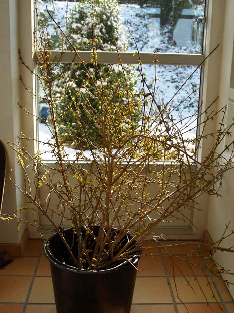 Forsythia