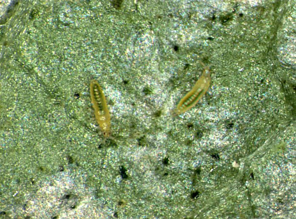 Frankliniella occidentalis